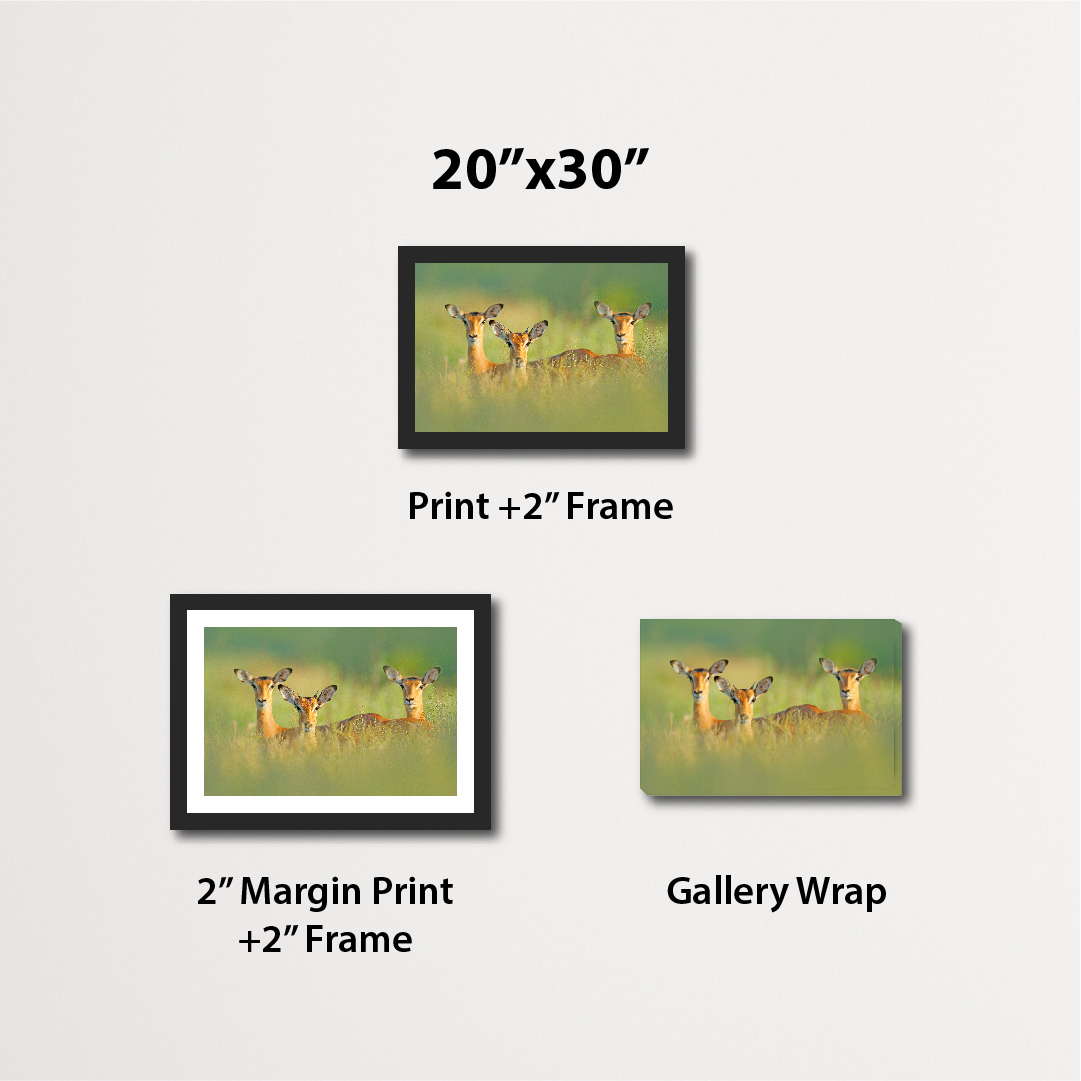 20*30 gallery wrap